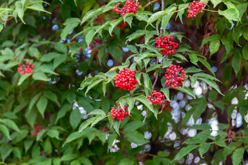 A bush of ripe viburnum, bright red berries,
