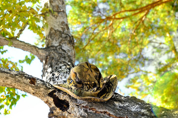 Autumn forest scene, camouflage hat on trunk of tree. Travelling, camping, hunting.