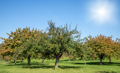 Fototapeta na wymiar apple tree in the field