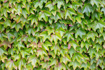 green leaf pattern of parthenocissus tricuspidata, starting to change colour slightly. plant background