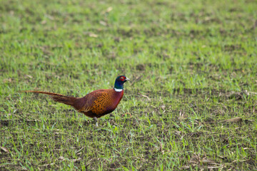 wild pheasant in a newly sown green grass meadow