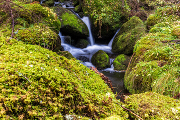 Mountain stream flows through mossy rocks. Small mountain stream and waterfall surrounded by moss.
