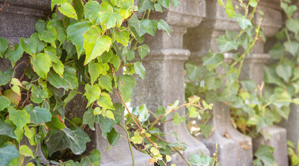 stone balustrade in autumn park