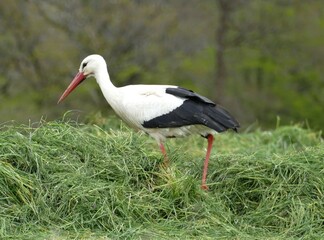 Weissstorch auf Futtersuche im gemähten Gras
