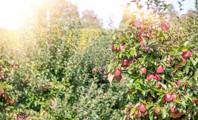 apple tree in the field