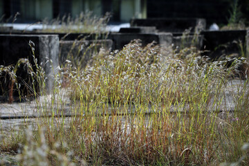 Fototapeta na wymiar The Grass on the terrace