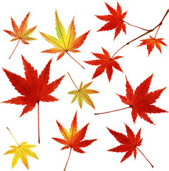 Fototapeta premium A set of green, yellow, orange and red maple leaves. Botanical illustration of a vector with a watercolor texture. Autumn decorative elements on transparent background.