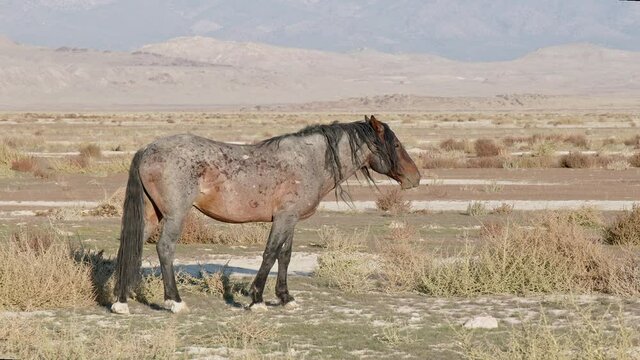 Old stallion in the West Desert of Utah grazing on sunny day.