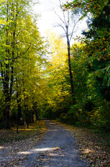 Naklejka premium Autumn forest scenery with rays of warm light illumining the gold foliage