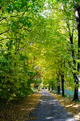 Autumn forest scenery with rays of warm light illumining the gold foliage