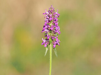 Purple flower o f common hedgenettle, Stachys officinalis