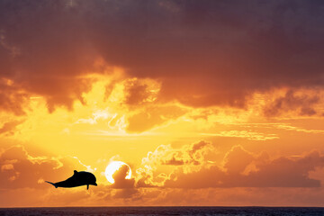 Striped dolphin in the sun on a Wonderful sunset in french polynesia landscape