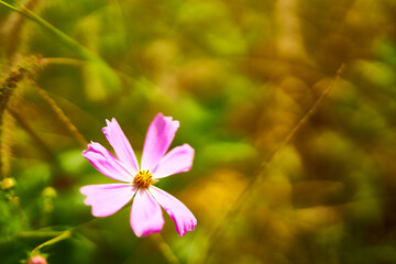 Fototapeta premium 아름다운 꽃