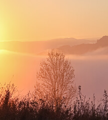 sunrise and tree over the mountains