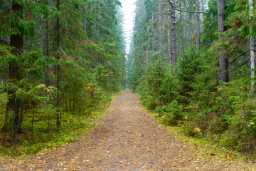 Trail in the forest. Long trail in the autumn coniferous wild forest in the fall. Spruce and pine...