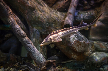 Sturgeon floats in water, sturgeon caviar, sturgeon fish in habitat