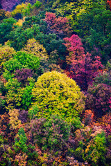 Fototapeta na wymiar Colorful forest trees in autumn in mountain. Multi colored treetops in autumn.