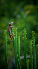 gecko, green, animals, lizard, fern, cactus, euphorbia, nature, macro