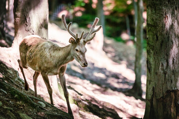 Wild deer in the forest