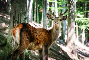 Naklejka na ściany i meble Wild deer in the forest