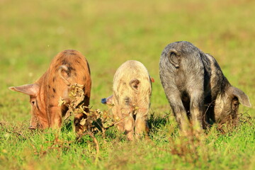 Funny little piglets on meadow © Simun Ascic