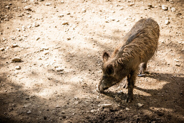 Wild boar on brown ground seeking feed