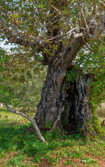 Fototapeta premium A very old olive tree near Lule in the Algarve, Portugal.