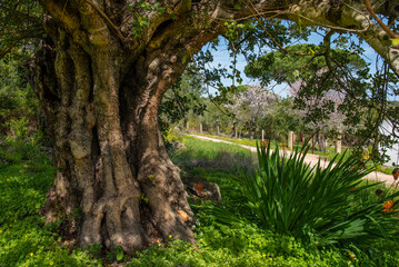 A very old olive tree near Lule in the Algarve, Portugal.