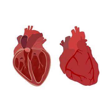 Internal and external structure of the heart, illustration