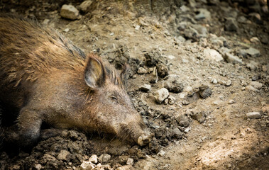 Wild boar lying in the mud