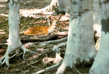Spotted deer in the forest