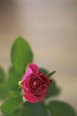 Still Life. Womans or Mothers Day, Valentines day greeting card. Beautiful red rose. 