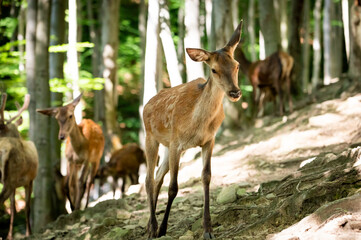 Group of wild wild deers in the forest
