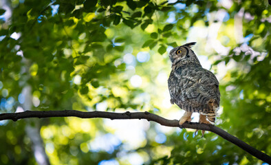 Naklejka premium Great Horned Owl sitting on tree branch in the forest Bubo virginianus