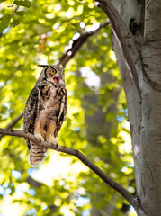 Great Horned Owl sitting on tree branch in the forest Bubo virginianus
