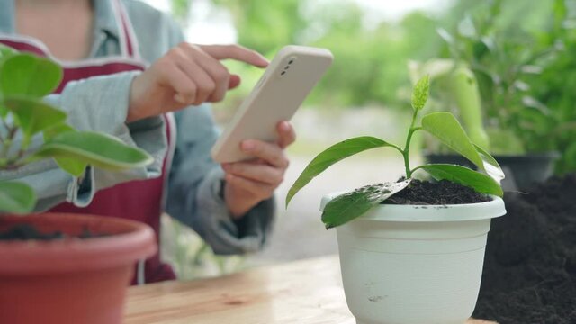 plants as a hobby and career and online businesses . A woman who owns a small plant and flower business is taking photos and posting them on the internet.