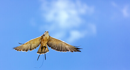 Falcon falco peregrinus flying on the blue sky view from bottom