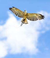 Falcon falco peregrinus flying on the blue sky view from bottom