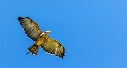 Falcon falco peregrinus flying on the blue sky view from bottom