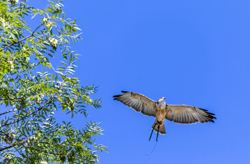 Falcon falco peregrinus flying on the blue sky view from bottom