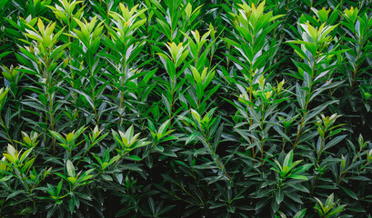 Natural background of green leaves with vintage filter