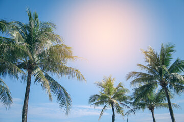Fototapeta premium Coconut palm tree and blue sky with vintage filter, Summer background 