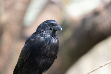 カラス