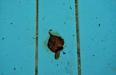 Braunes Laubblatt auf blauen Schwimmbadkacheln