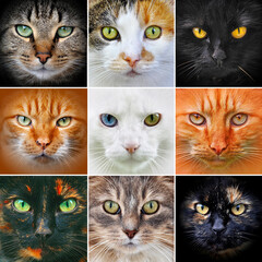 Front cat heads portraits set looking at the camera