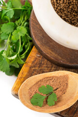 Coriander fresh greens cilantroisolated on the white.