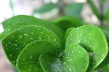 water drops on green leaf