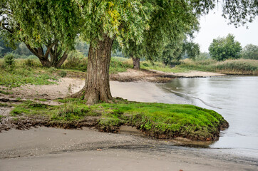 Tree growing on a sandy beach of the river Merwede near Sleeuwijk, The Netherlands