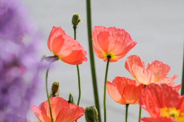 Fototapeta premium Islandmohn