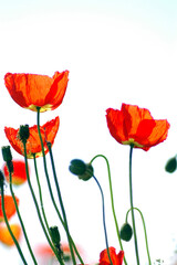 Naklejka premium Islandmohn